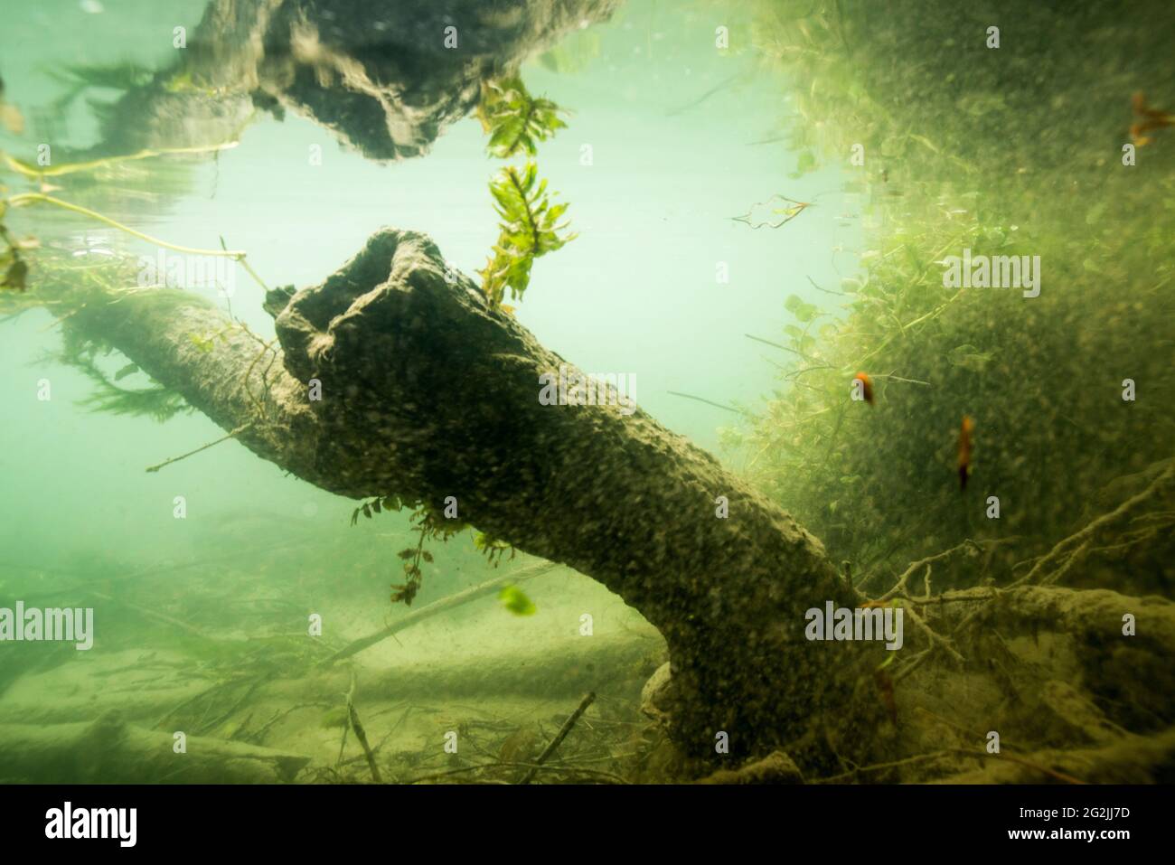 Sumpflandschaft unter Wasser Stockfoto