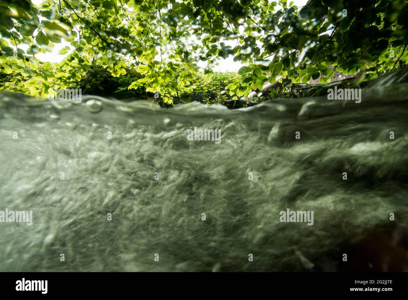 Sumpflandschaft unter und über Wasser Stockfoto