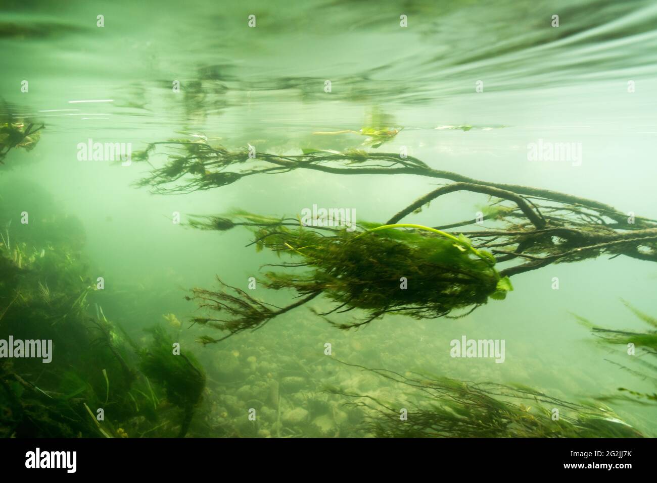Sumpflandschaft unter Wasser Stockfoto