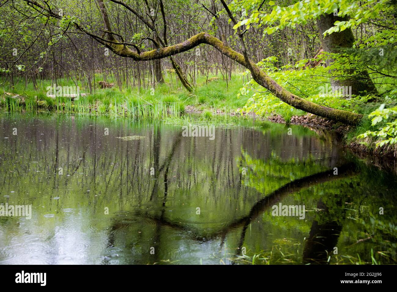 Sumpf, Wildnis, Natur Stockfoto