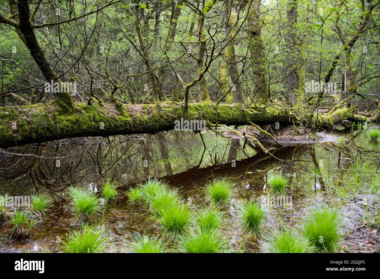 Sumpf, Wildnis, Natur Stockfoto