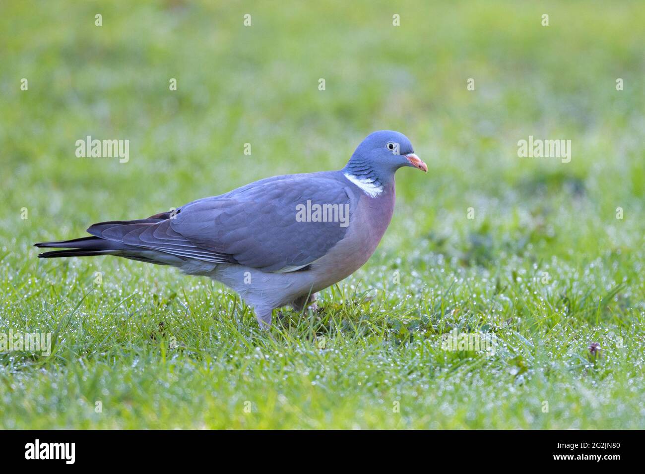 Waldtaube (Columba palumbus) auf einer Wiese, Frühjahr, April, Hessen