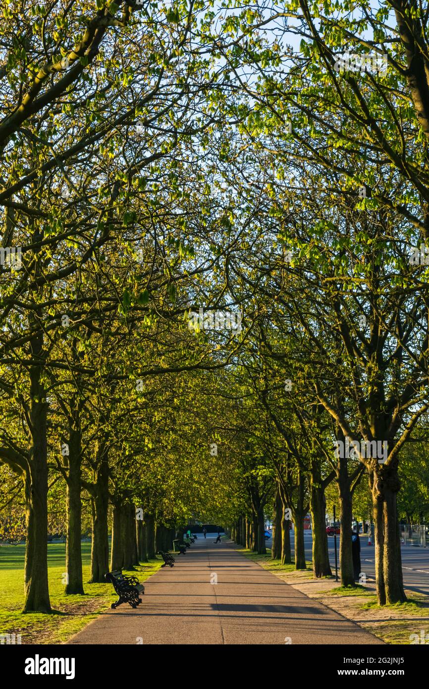 England, London, Greenwich, Greenwich Park, Avenue of Trees Stockfoto