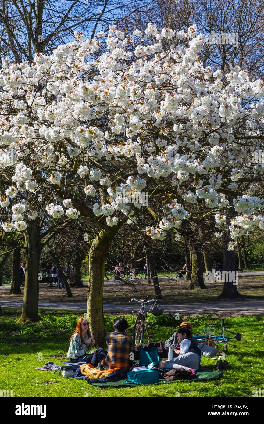 England, London, Regent's Park, Gruppe junger Menschen, die unter Cherry Blossom pickten Stockfoto