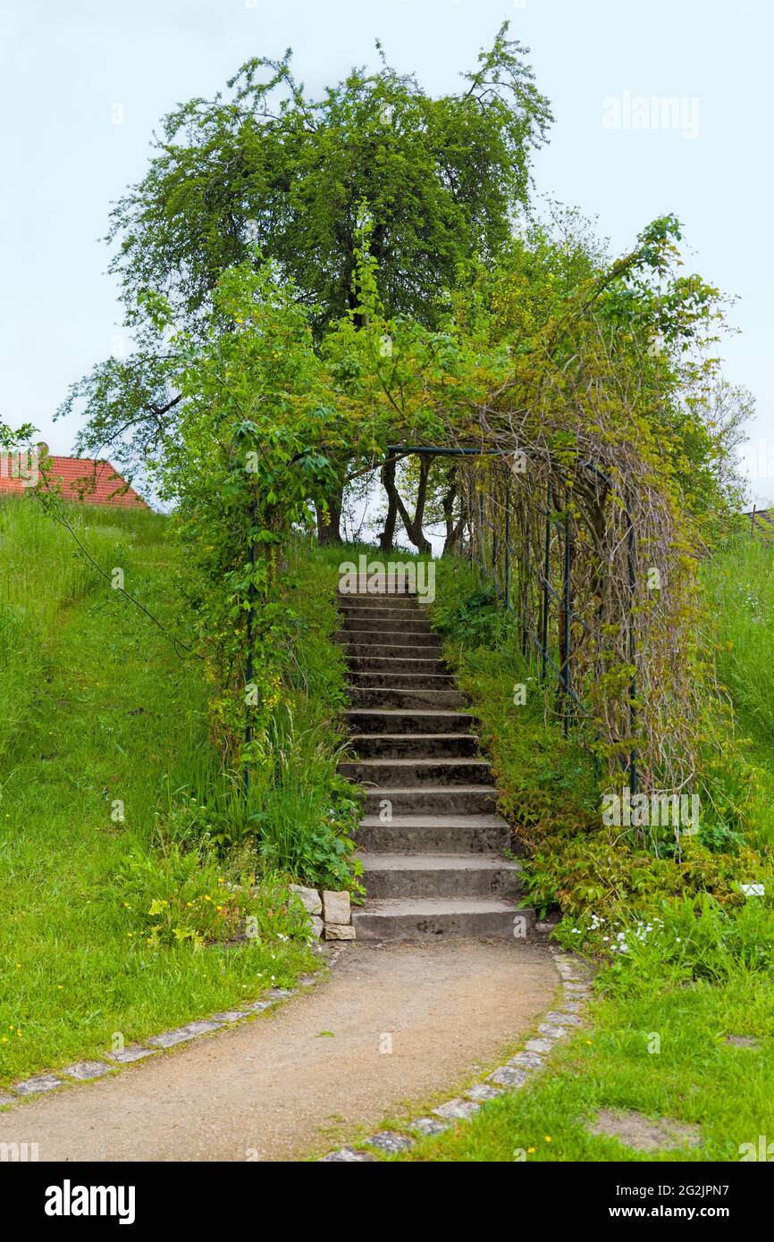 Heilpflanzengarten, Celle, Niedersachsen, Deutschland Stockfoto