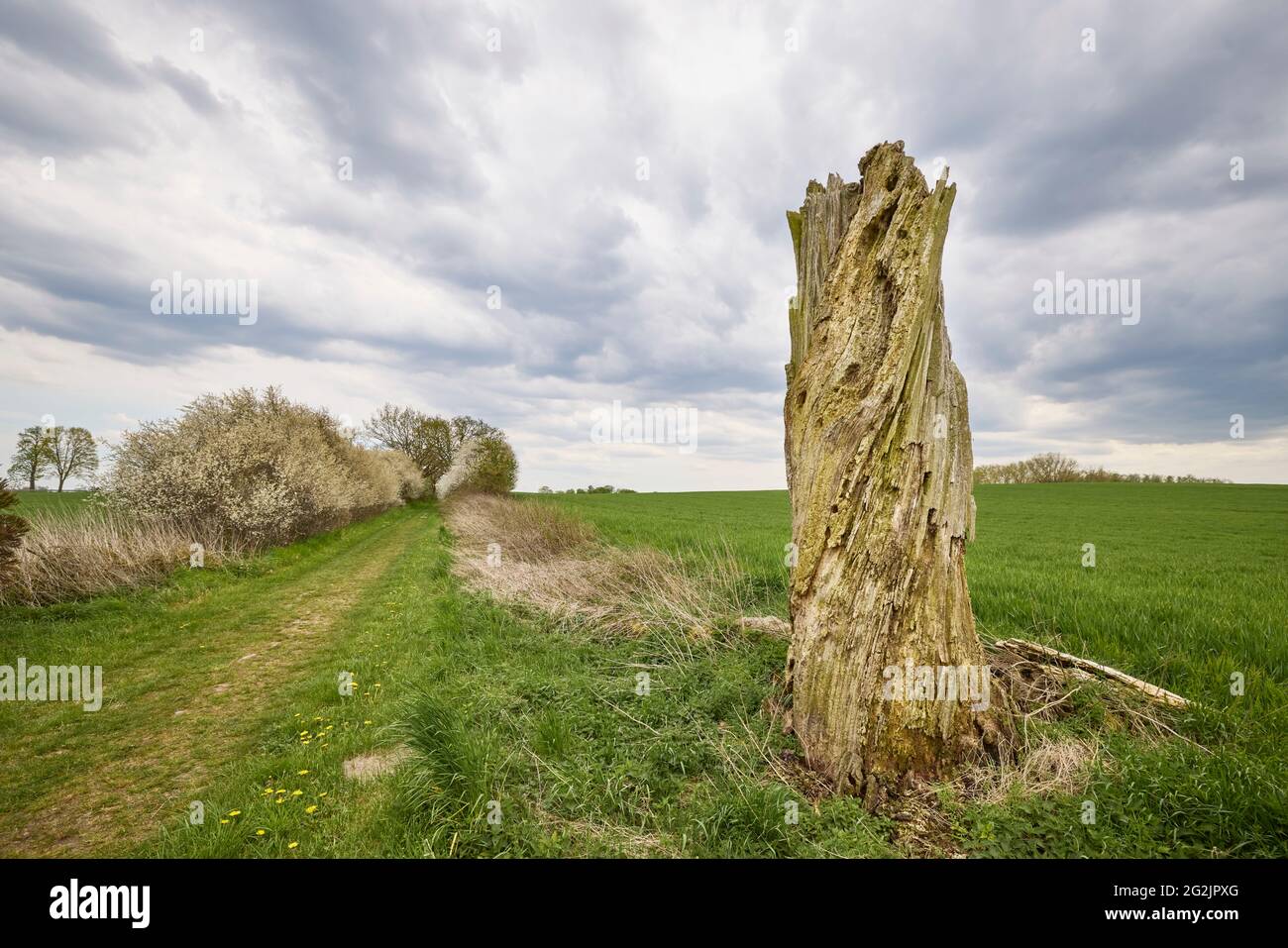 Deutschland, Mecklenburg-Vorpommern, Landschaft, Landstraße, Weißdorn Stockfoto