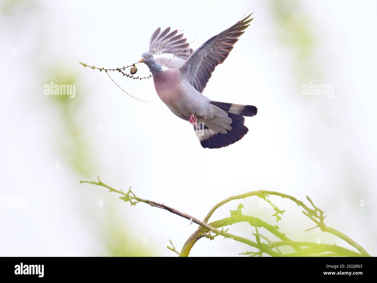 Taube, Holztaube, Columba palumbus, Friedenstaube Stockfoto