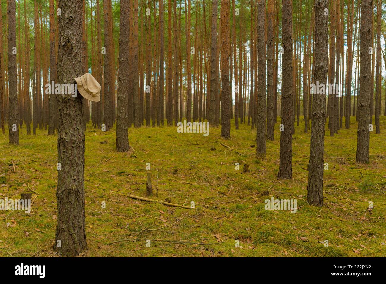 Kiefernwald im Frühjahr in Deutschland, Monokultur, Wanderhut hängt an einem Baum Stockfoto