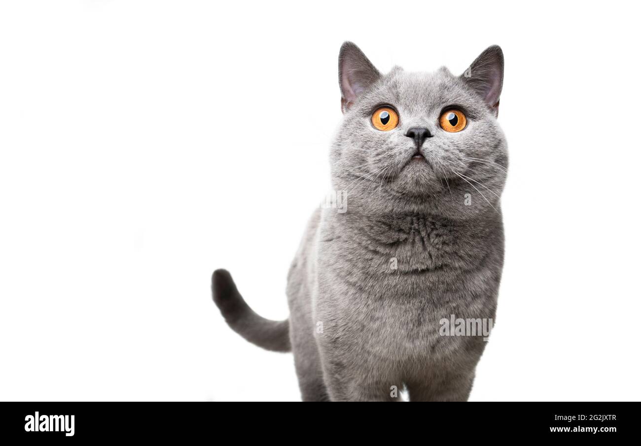 Blaue Britische Kurzhaarkatze Mit Orangefarbenen Augen Die Uberrascht Auf Weisser Hintergrund Stockfotografie Alamy