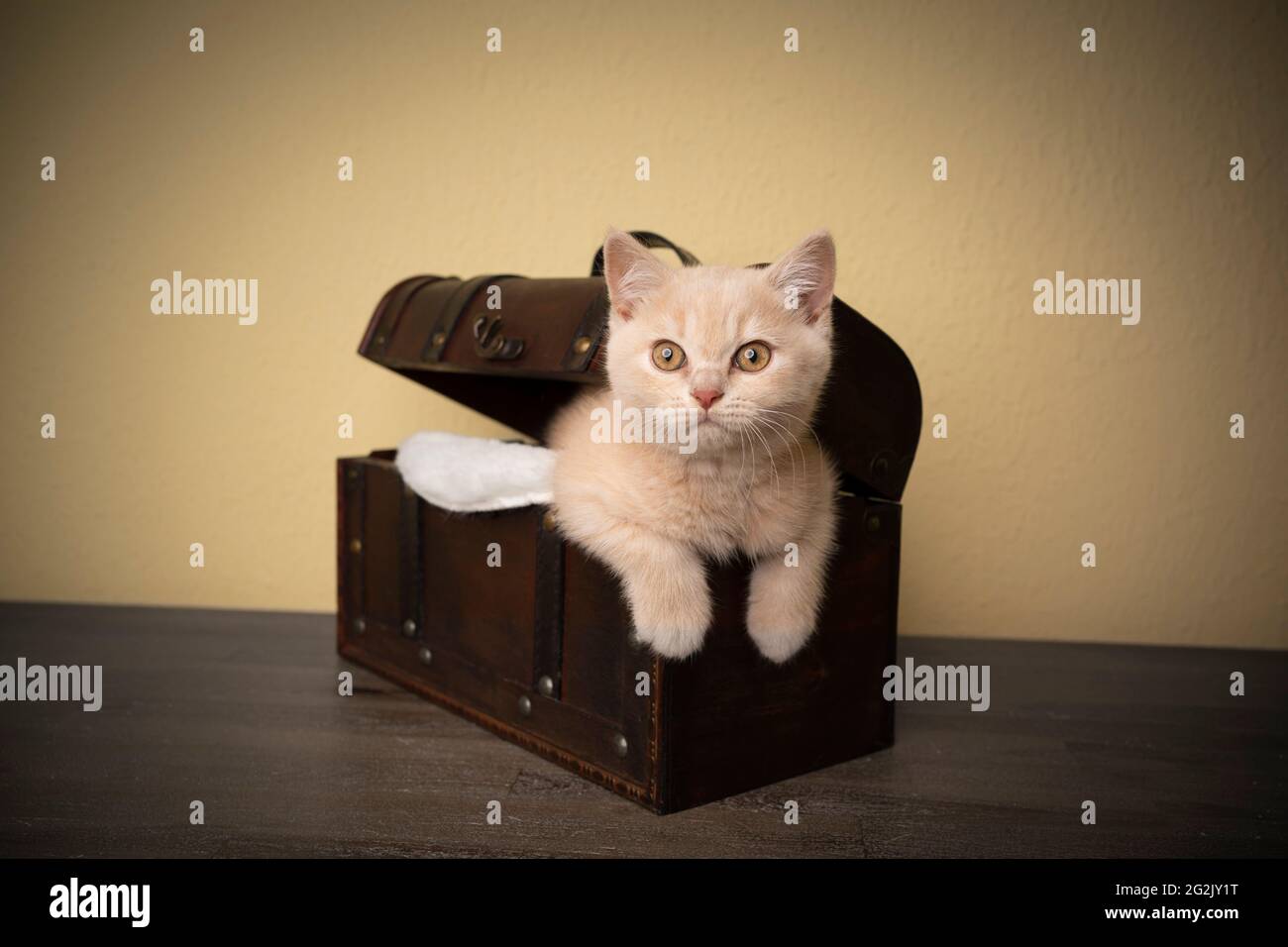 Cute fawn britischen Kurzhaar Kätzchen im Inneren der Schatzkiste suchen Aus seltsamerem Hochformat mit Kopierbereich Stockfoto