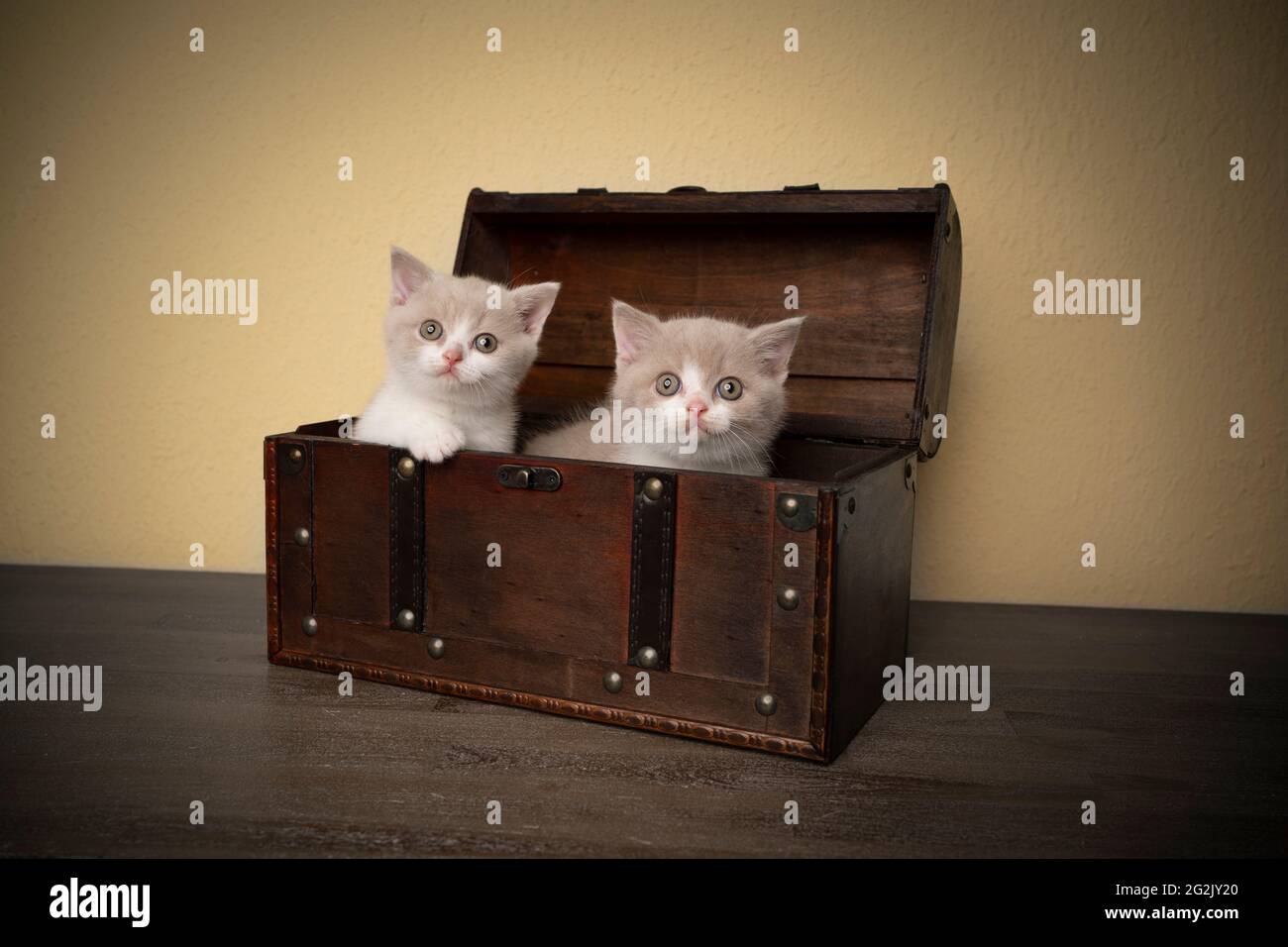 Zwei niedliche britische Kurzhaar-Kätzchen in einer hölzernen Schatzkiste Der Blick auf die Kamera kurioiusly Stockfoto