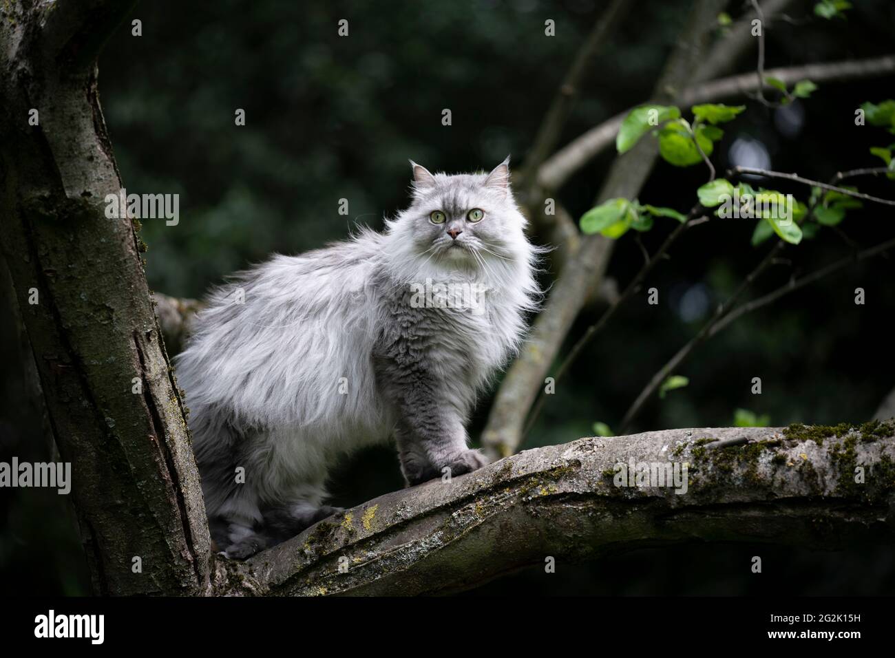 Grau silber gestromt britische Langhaarkatze auf einem Baum sitzend Den Garten beobachten Stockfoto