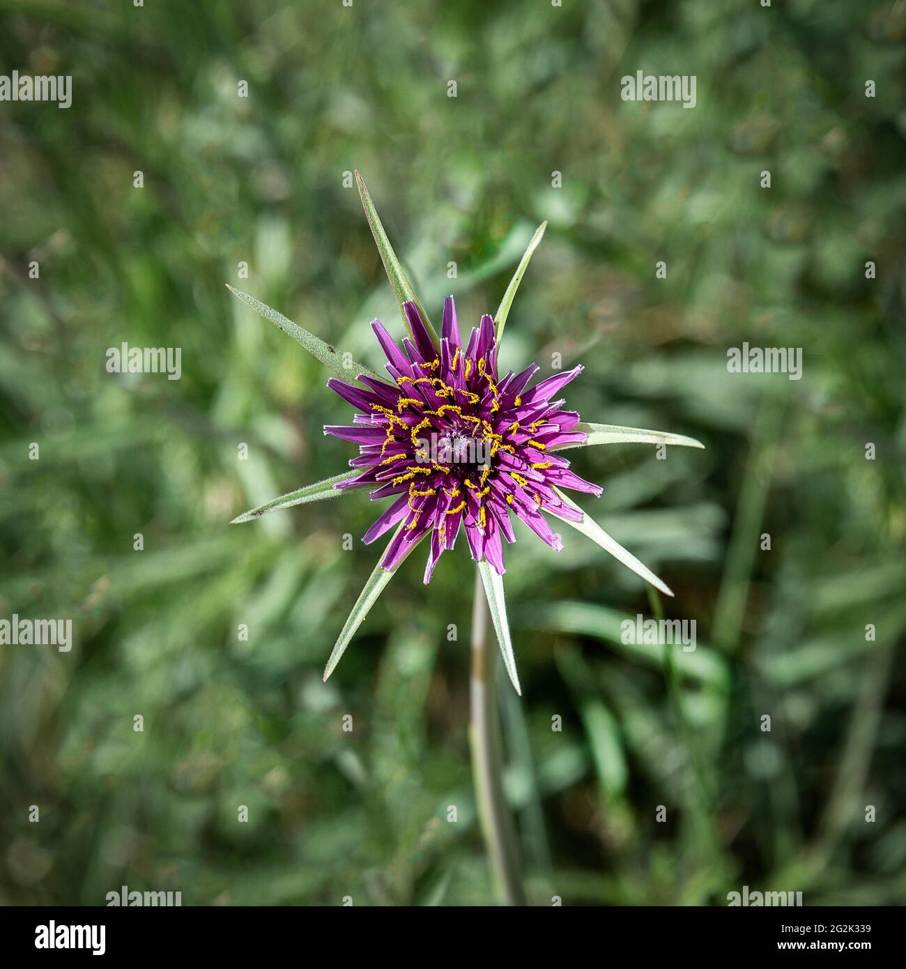 Salsify, Tragopogon porrifolius, ist eine zweijährige, für die essbaren Wurzeln angebaut. Es ist hier abgebildet, umgeben von unfokussierten Gras Stockfoto