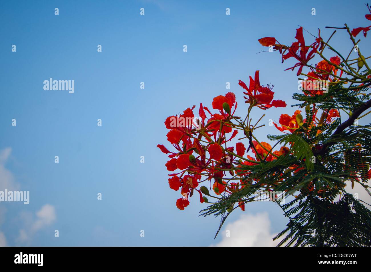 Nahaufnahme einer schönen roten Caesalpinia pulcherrima Pfauenblüten verzweigt sich auf einen Baum Stockfoto