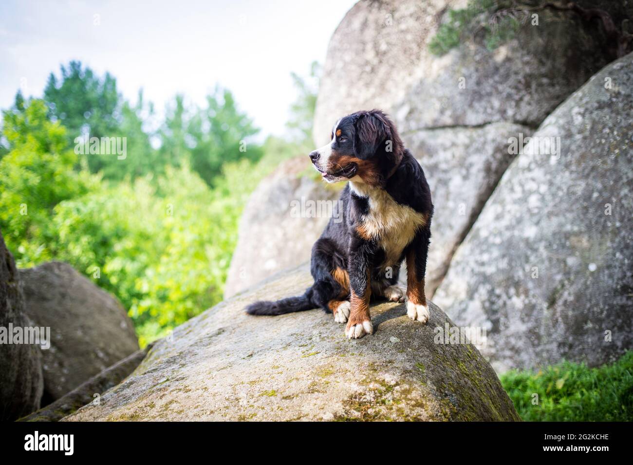 Berner Sennenhund Stockfoto
