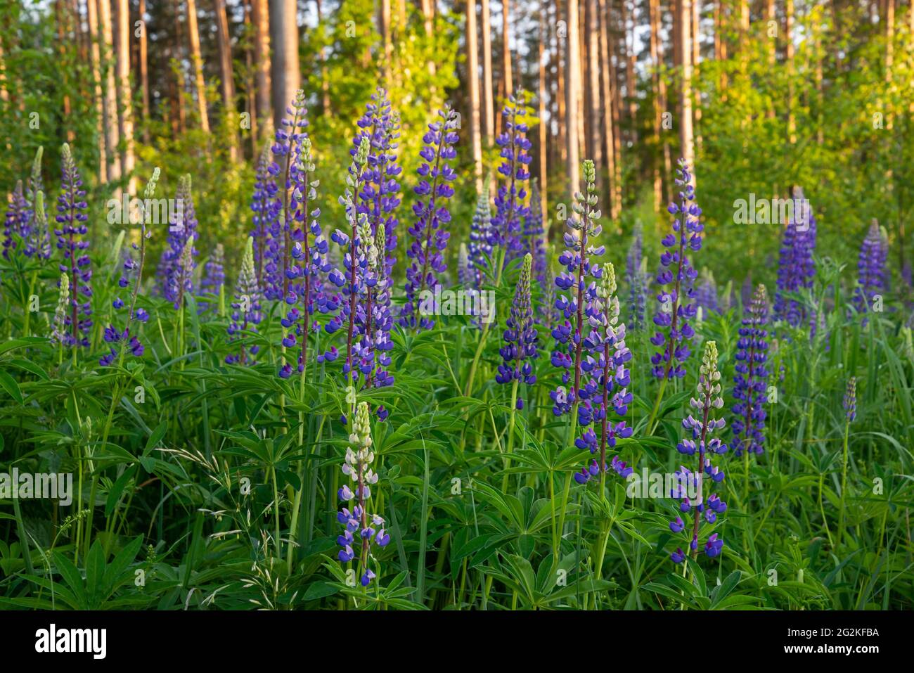 Lupinus, Lupine, Lupinenfeld mit rosa, lila und blauen Blüten. Haufen Lupinen Sommer Blume Hintergrund. Stockfoto