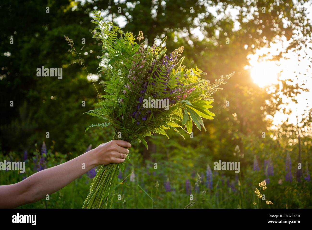 Frau Hand hält einen Strauß von Hochsommer Themen Blumen. Farn, Lupine und andere Wiesenblumen mit goldener Hintergrundbeleuchtung von der Sonne, die Bokeh erzeugt Stockfoto