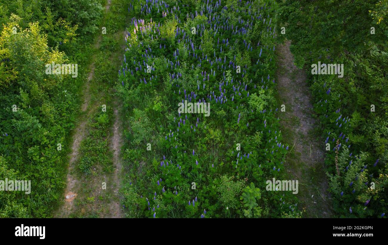 Luftaufnahme. Lupine Wiese in einem grünen Wald mitten in Autoeinfahrten Feldwege im Wald. Stockfoto