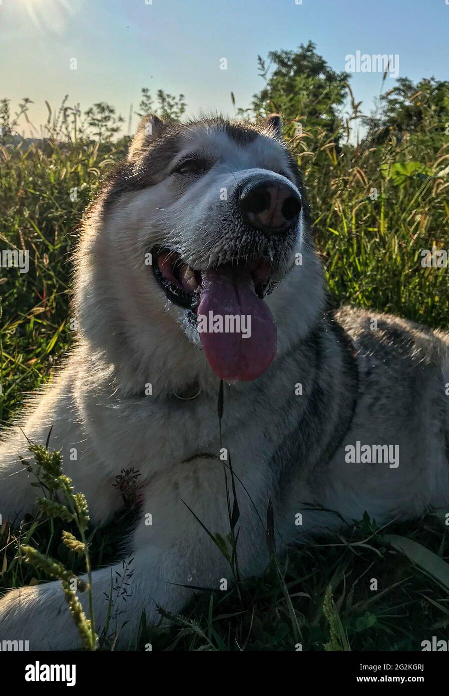 Rote Malamute Stockfotos Und Bilder Kaufen Alamy