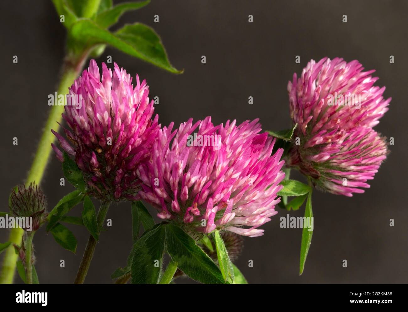 Die Kleeblatt-Familie ist ein wichtiger Stickstofffixierer und hilft, die Bodenqualität auf natürliche Weise zu verbessern, wenn Ackerflächen für ein oder zwei Jahreszeiten nicht mehr gegraben werden. Stockfoto