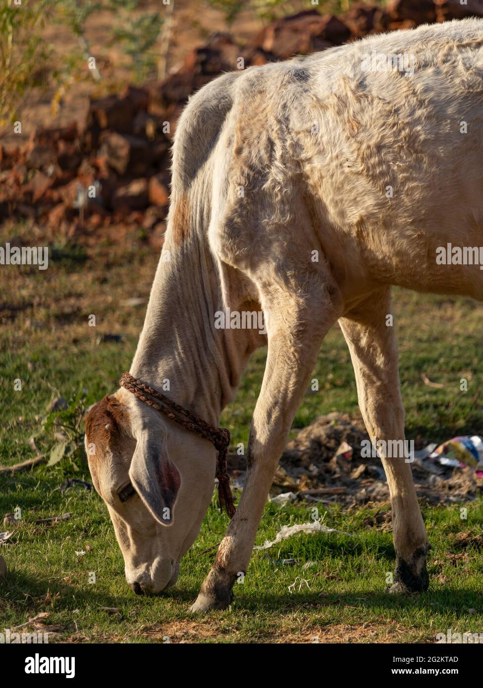 Kuhkalb frisst grünes Gras. Stockfoto