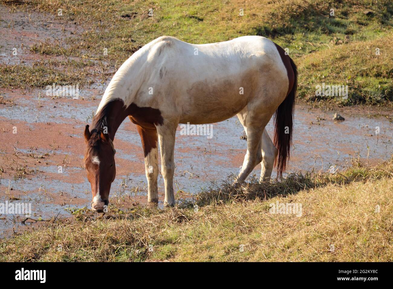 Pferd, das Gras im Teich isst. Stockfoto