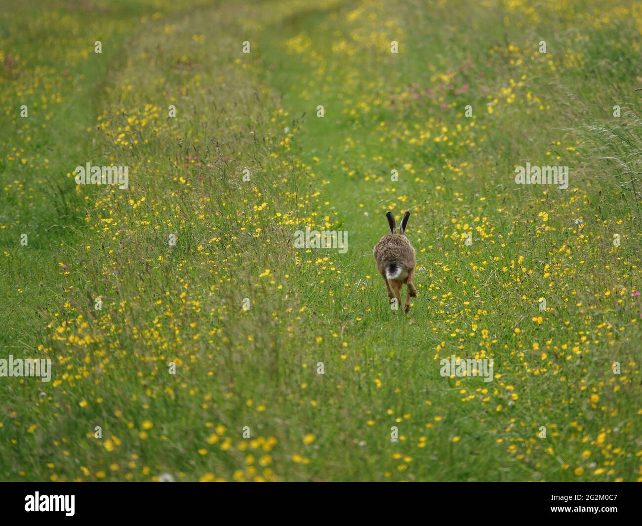 Brauner Hase (Lepus europaeus) auf den Chalklands der Salisbury Plain Stockfoto