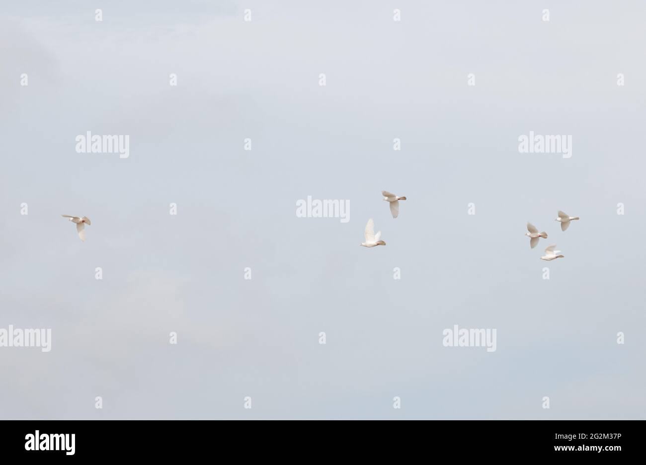 Gruppe von Tauben gegen den Himmel gesehen. Stockfoto