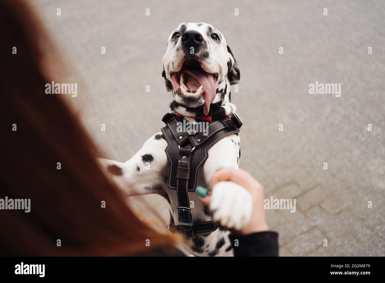 Weibchen spielt und trainiert ihren glücklich lächelnden dalmatinischen Hund, der die Zunge aushält, Weibchen verbringt Freizeit mit der besten Freundin des Haustiers und genießt das Wochenende auf der Straße Stockfoto