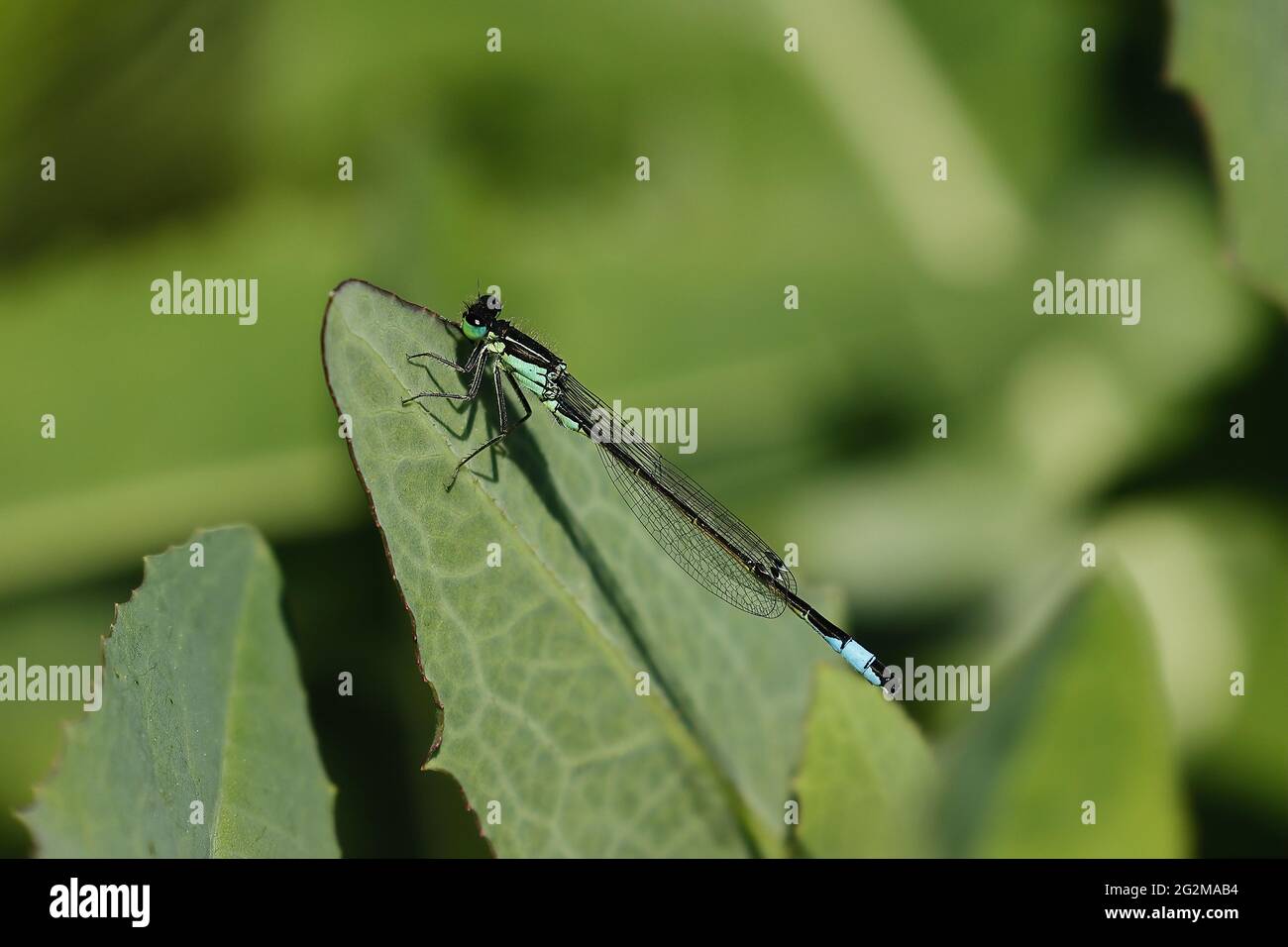 Bluetail (Ischnura elegans). Toskana, Italien. Stockfoto