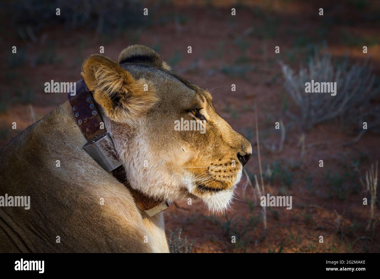 Afrikanisches Löwenporträt mit Funkkragen im Kgalagadi Transfrontier Park, Südafrika; specie panthera leo Familie der felidae Stockfoto