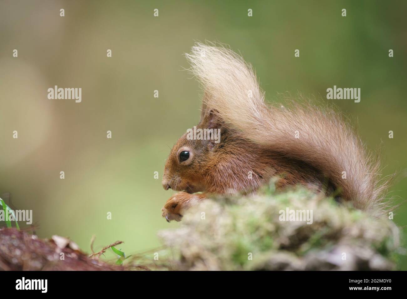 Rotes Eichhörnchen, Sciurus vulgaris, Fütterung in Nadelwäldern, schottische Niederlinge im Sommer Stockfoto