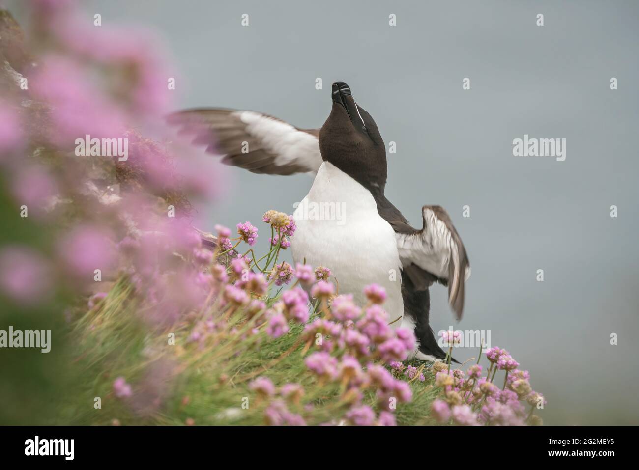 Razorbil, Alca torda, Seevögelkolonie, Mittsommer an der Küste Schottlands Stockfoto