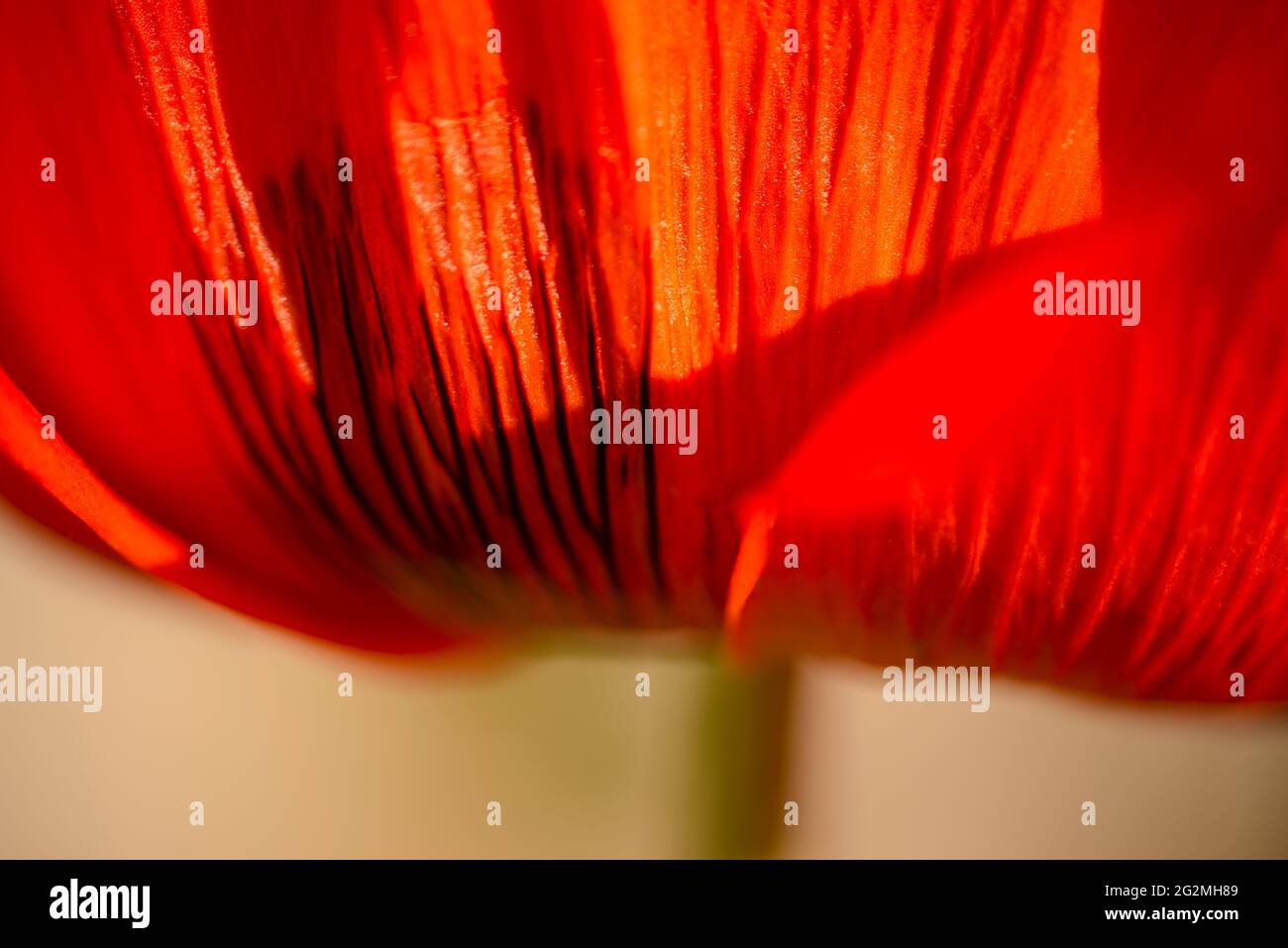 Scharlachrote Gartenmohn in voller Blüte Stockfoto