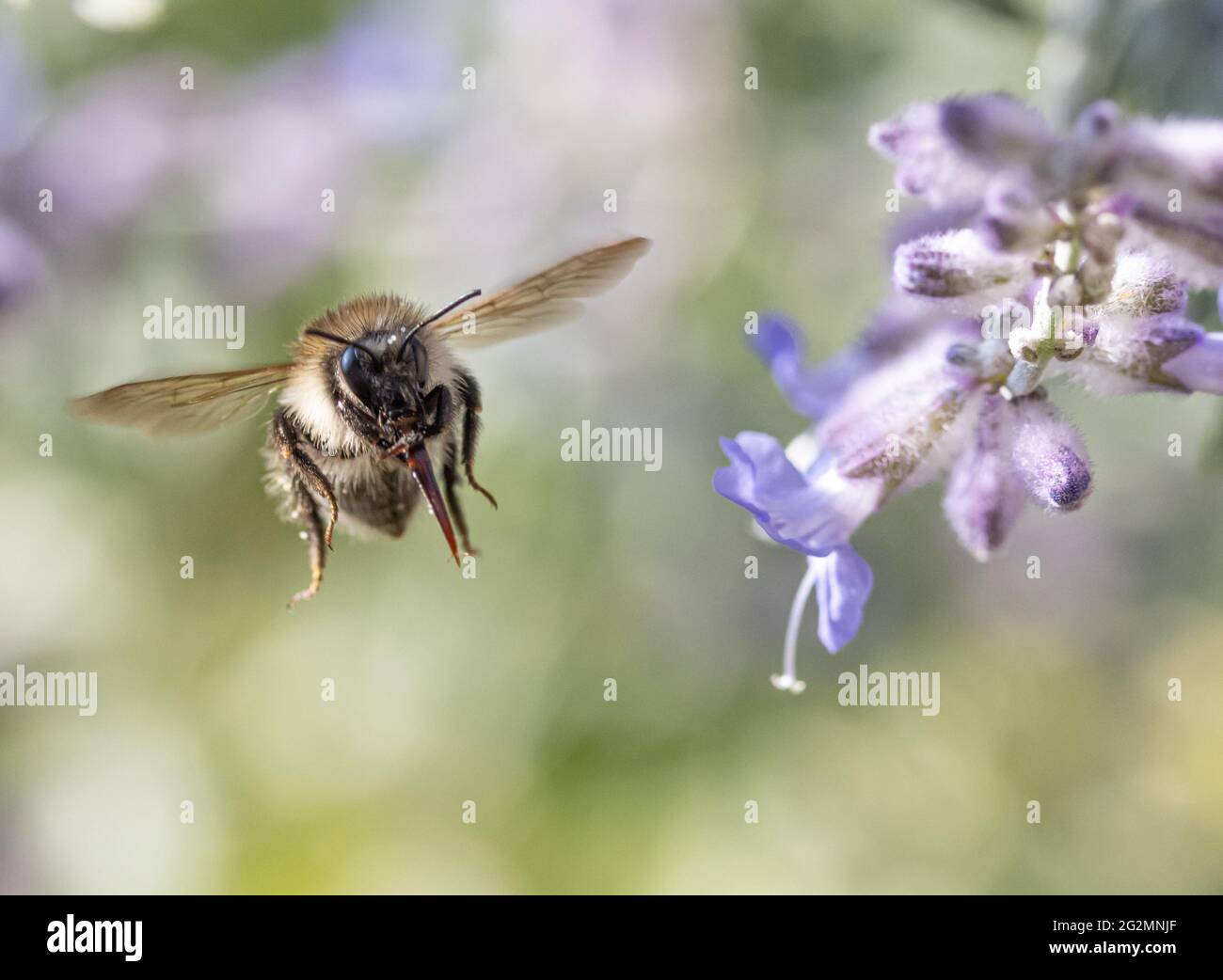 Eine Hummel fliegt in einem Garten um eine lavandula-Blume herum. Stockfoto