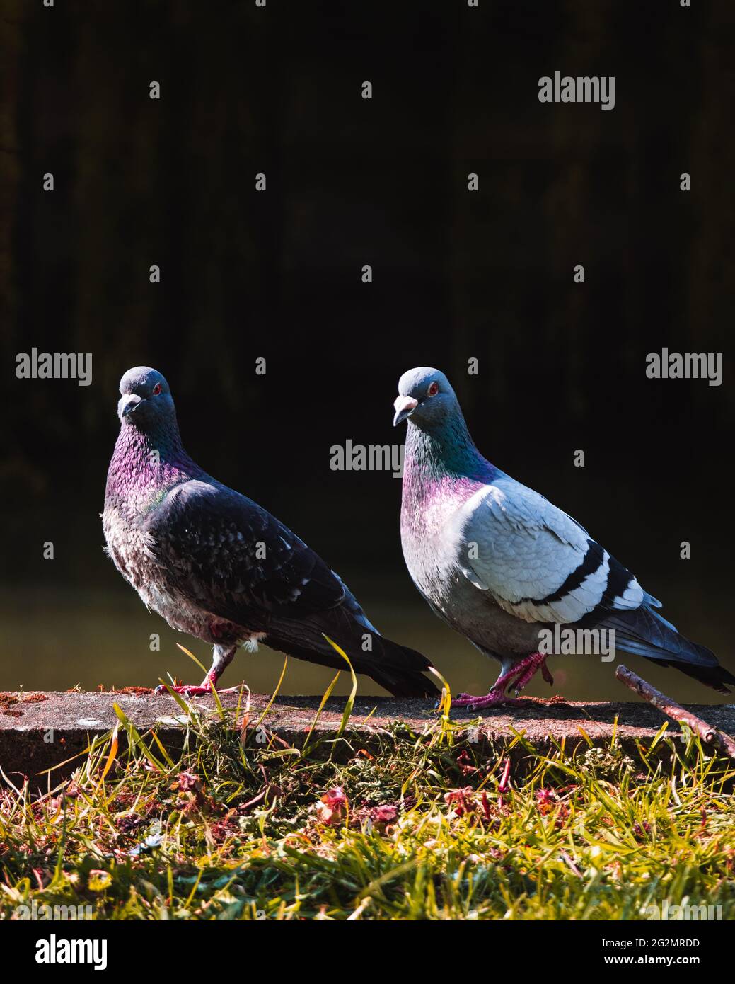Love Birds Stockfoto
