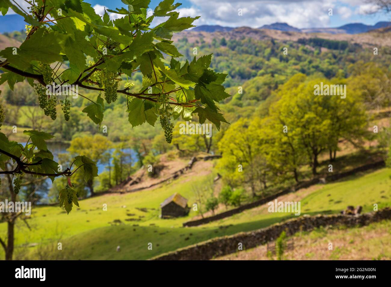 Ein blühender Sycamore-Baum entlang der Coffin Route über Rydal Water, Lake District, England Stockfoto