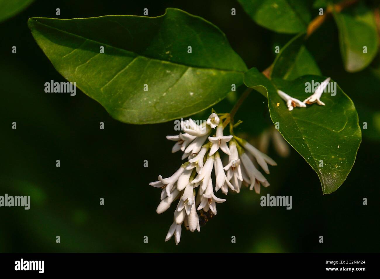 Stumpfblttriger liguster -Fotos und -Bildmaterial in hoher Auflsung   Alamy