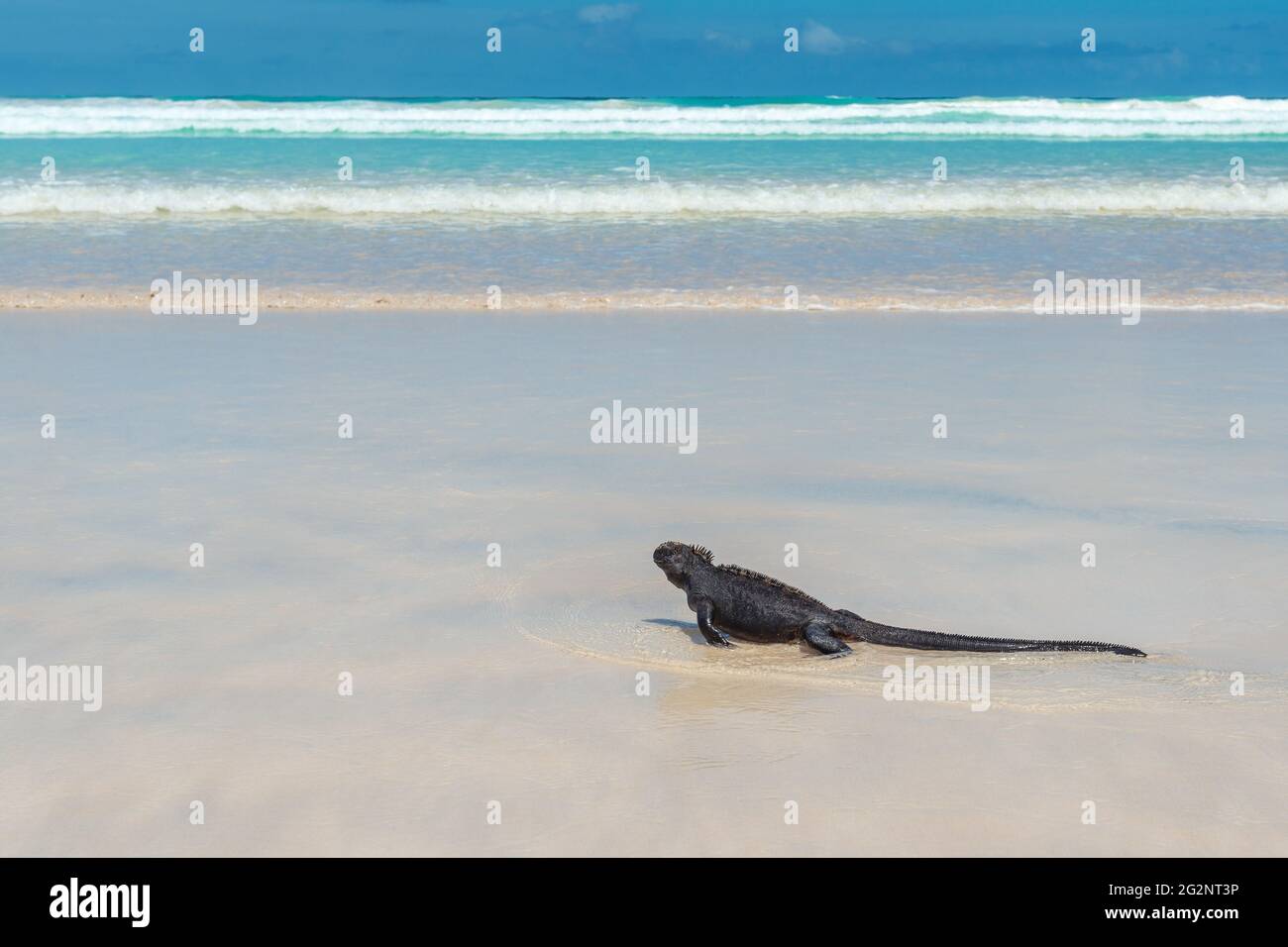 Galapagos Marine Iguana (Amblyrhynchus cristatus) am Tortuga Beach, Santa Cruz Island, Galapagos Nationalpark, Ecuador. Stockfoto