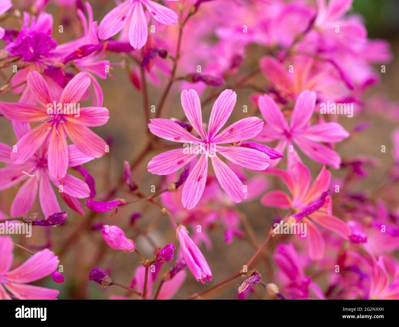 Schöne rosa Blüten von Lewisia cotyledon Stockfoto