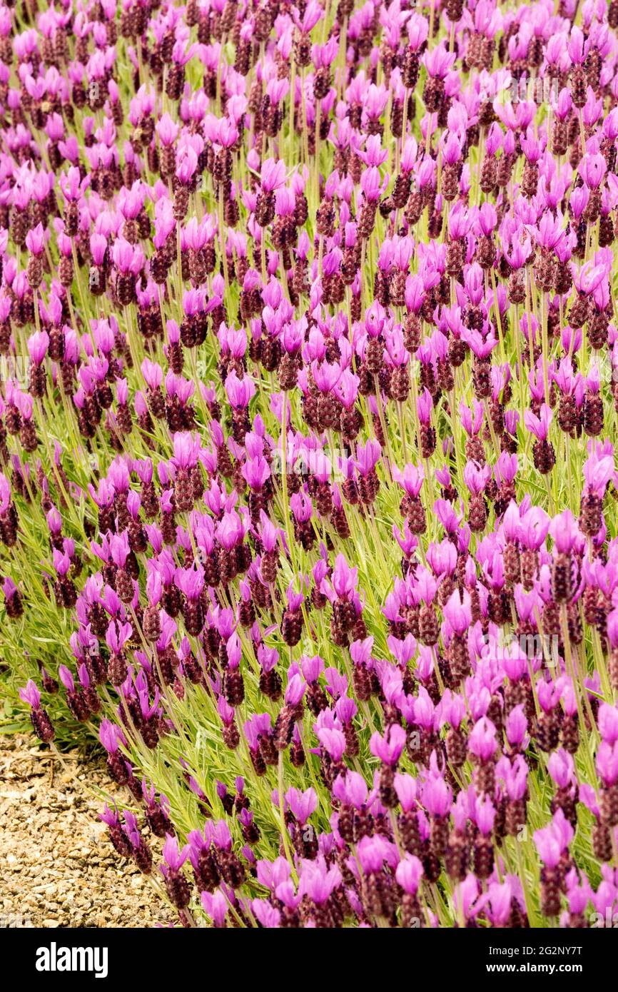 Französischer Lavendelgarten Lavandula stoechas 'Papillon' kleine violette Blüten in langstieligen Gartenbanden Stockfoto