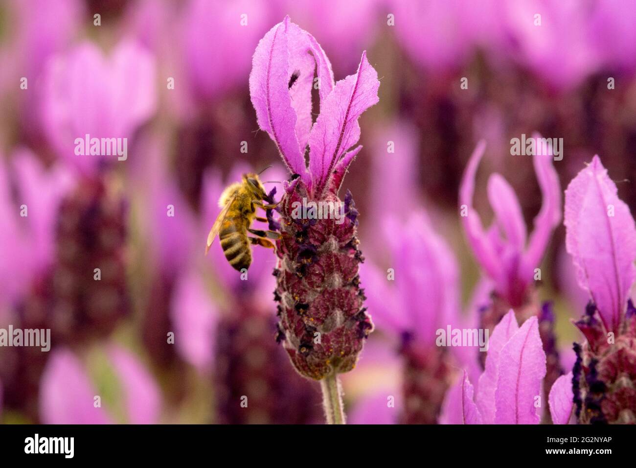 Honigbiene auf Lavendelblüten aus nächster Nähe, Lavandula stoechas bienenfreundliche Pflanzen aus französischem Lavendel „Papillon“ Stockfoto