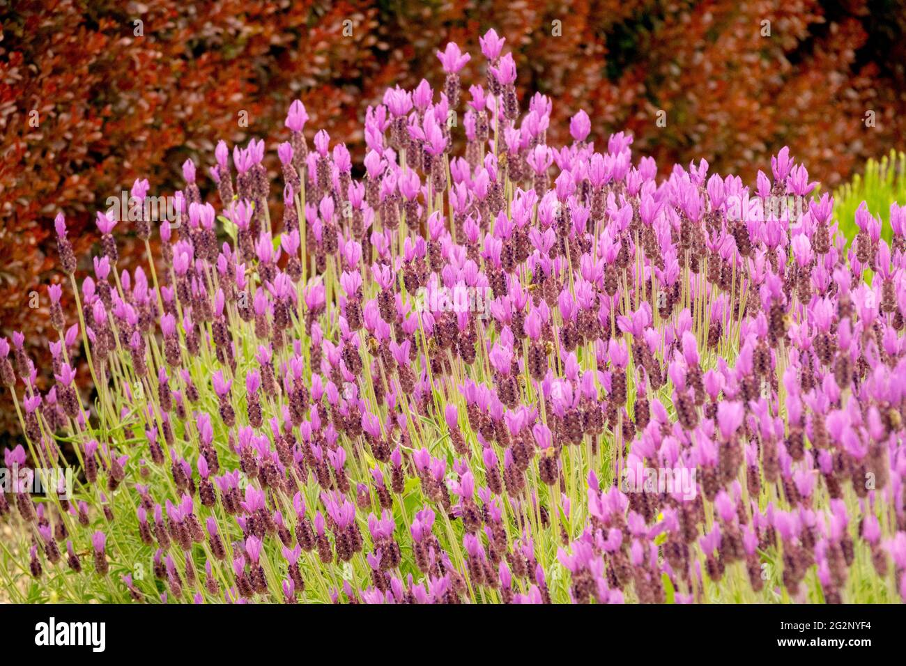 Lavandula stoechas Papillon Französischer Lavendel Spanischer Lavendel Lavandula pedunculata Blumenbett Lavendelrand Stockfoto