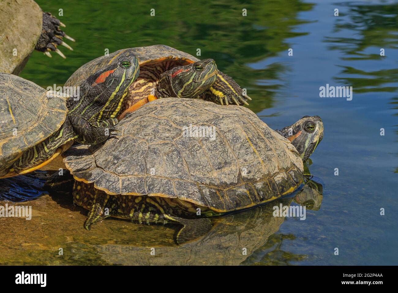 Drei Pond Sliders sonnen sich auf einem Felsen. Stockfoto