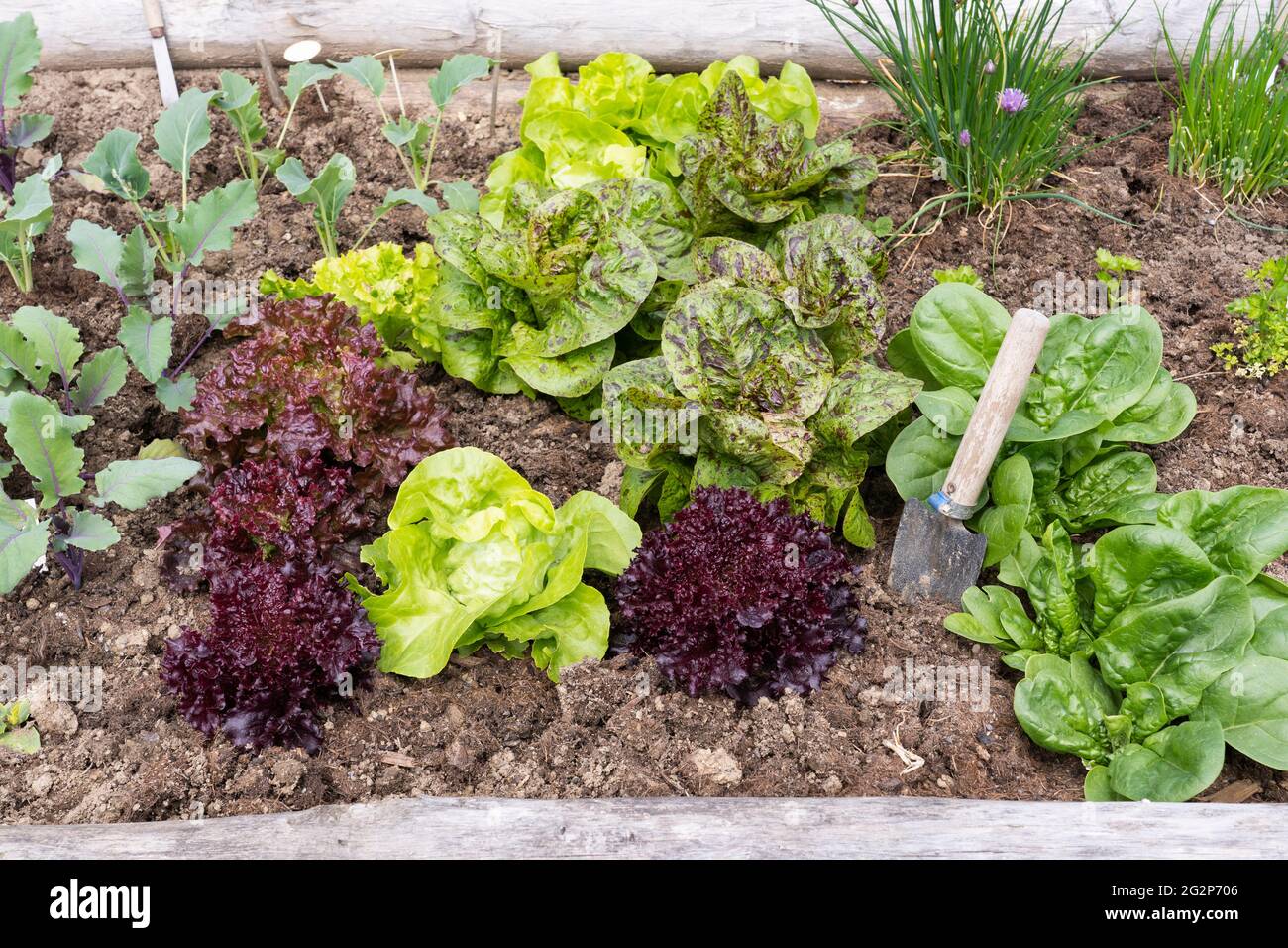 Kräuter und Gemüse - Kohlrabi, Salat, Spinat und Schnittlauch - wachsen in einem hölzernen Gemüse / Kräuter-Gartentopf mit einer Kelle Stockfoto