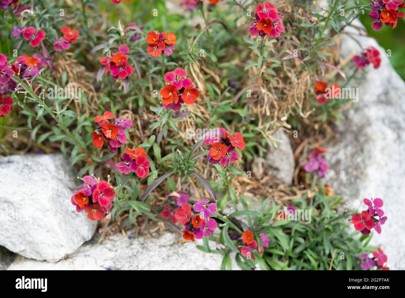 Erysimum (gebräuchlicher Name Wallflower) 'Red Jep' sind blühende Pflanzen aus der Familie der Brassicaceae mit dichten Trauben von 4 Blütenblättern. Österreich Stockfoto