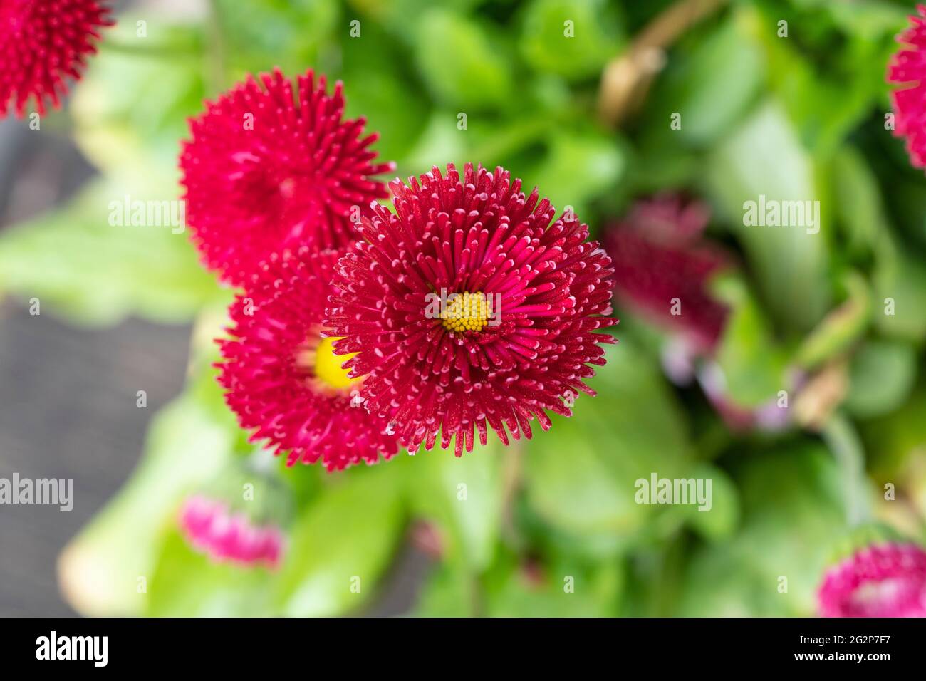 Roter Tasso Bellis (bellis perennis) mit pom pom ähnlichen Blüten, auch bekannt als englische Gänseblümchen, blüht in einem Blumentopf in Österreich Stockfoto