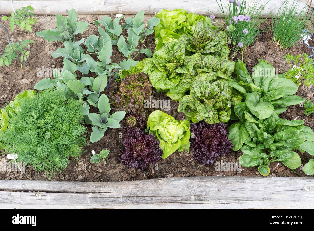 Kräuter und Gemüse - Kohlrabi, Salat, Spinat und Schnittlauch - wachsen in einem hölzernen Gemüse-/Kräutergartentopf Stockfoto
