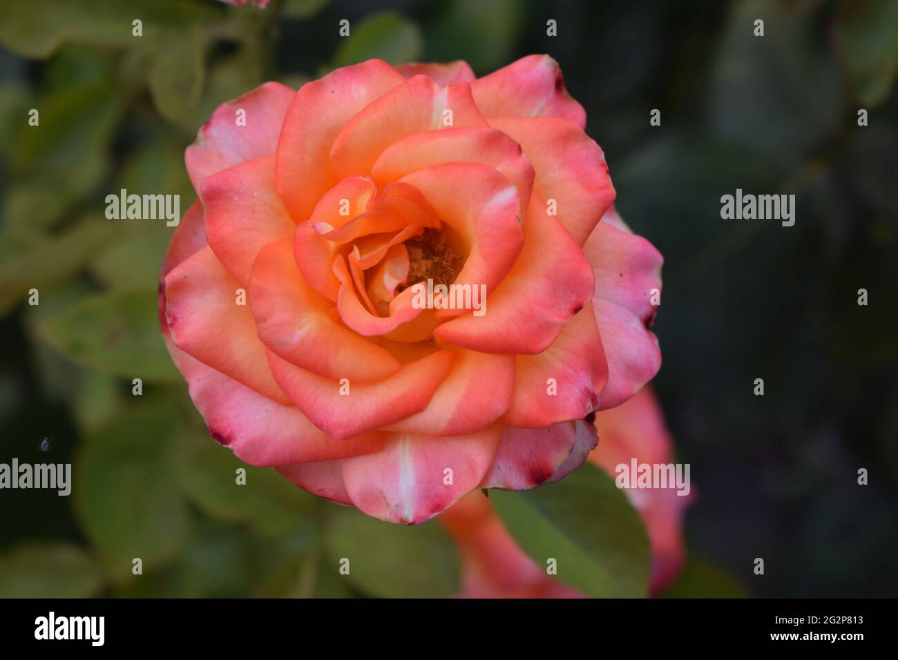 Schöne Rosen und Orangenrosen im Garten. Blühende Rosen. Auf dem Baum im Blumengarten blühen orangefarbene Rosen, ein Symbol der Liebe. Orangefarbenes Ro Stockfoto
