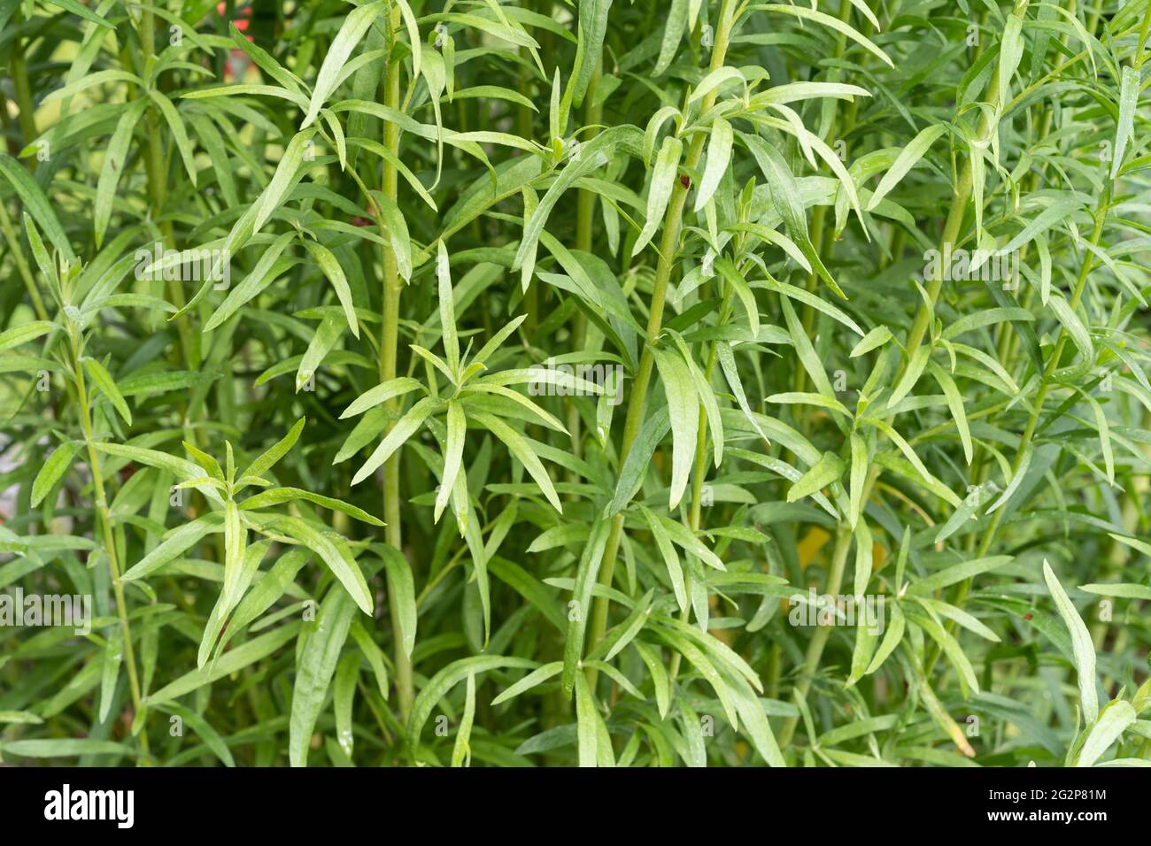 Estragon (Artemisia dracunculus), auch bekannt als Estragon, ist eine mehrjährige Pflanze aus der Familie der Sonnenblumen, die in einem Kräutergarten wächst Stockfoto